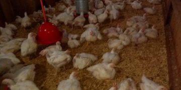 Diseñarán matadero modelopara la faena de pollos