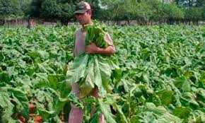 Tabaco: productores que quedaron fuera del circuito comercial se reunirán con el Gobernador