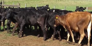 El Centro de Genética del ministerio del Agro avanzó en tecnología de inseminación y congelado de semen de toro