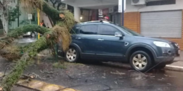 Posadas: daños materiales al desplomarse un árbol sobre un auto