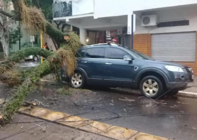 Posadas: daños materiales al desplomarse un árbol sobre un auto