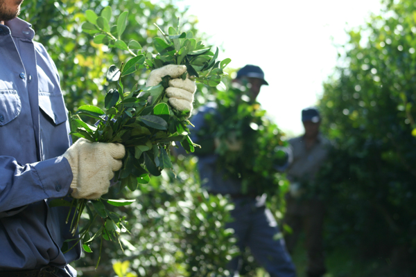 Primer semestre positivo para la cosecha y el consumo de yerba mate