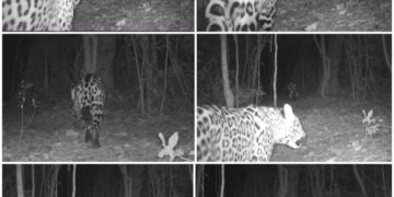 Una pareja de yaguaretés fue registrada por cámaras trampa en el Parque Provincial Puerto Península