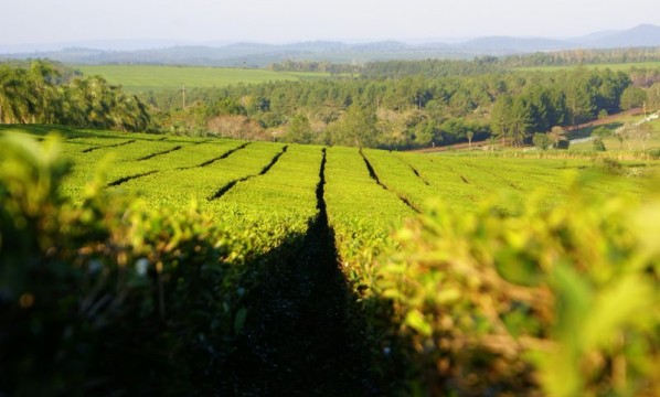 Por falta de acuerdo, el Ministerio del Agro deberá fijar el precio del té