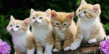 ¿Sabés por qué se celebra hoy el Día Internacional del Gato?
