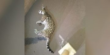 Santa Ana: atropellaron y mataron a un ejemplar de gato onza