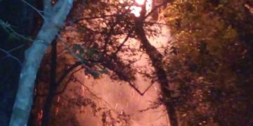 Adolescente encendió una fogata al lado de la Grapia Milenaria de Campo Ramón y el fuego afectó al árbol en un 80%