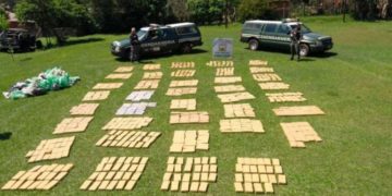 Caraguatay: secuestraron más de 800 kilos de marihuana abandonados en el monte