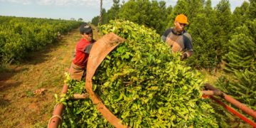 Yerba mate: el consumo creció a casi seis millones de kilos