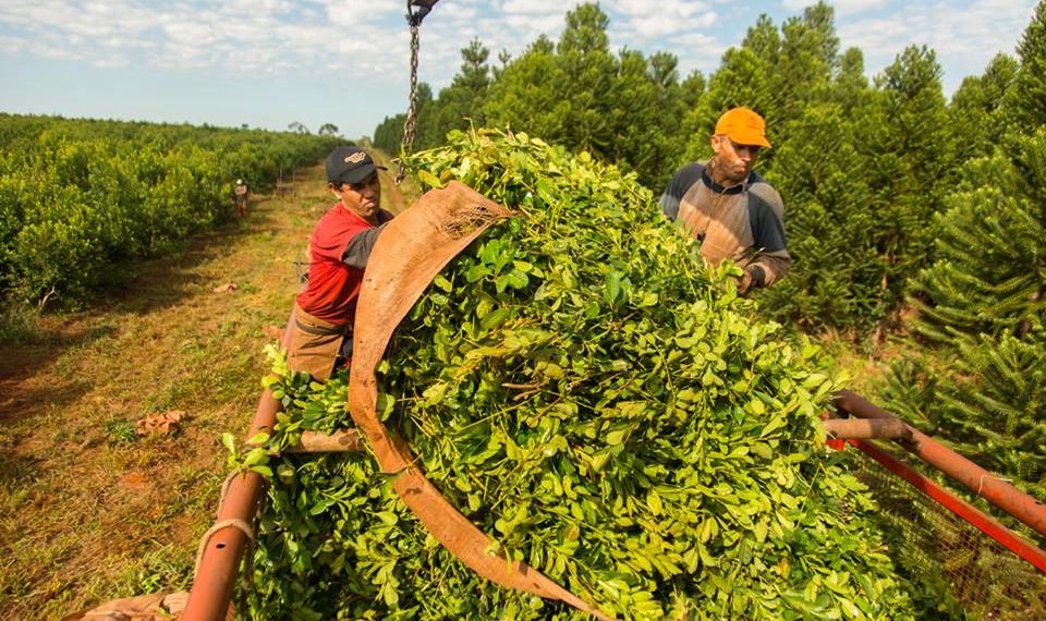 Yerba mate: el consumo creció a casi seis millones de kilos