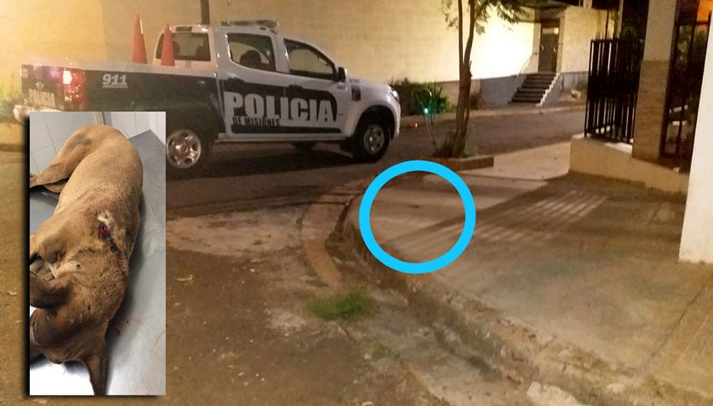 Se entregó el acusado de matar de un tiro a un perro callejero