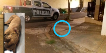 Se entregó el acusado de matar de un tiro a un perro callejero