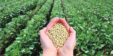 El Gobierno amenaza con sancionar a los agroexportadores que no liquiden divisas en 15 días