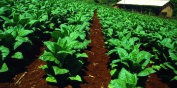 Este viernes depositarán el pago de tabaco burley