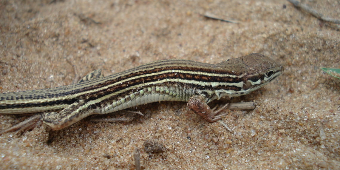 Hallazgo de nuevas especies de lagartos valiosos para la ciencia herpetológica