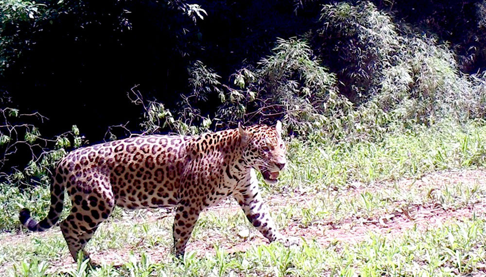 Salto Encantado: nuevo registro de yaguaretés