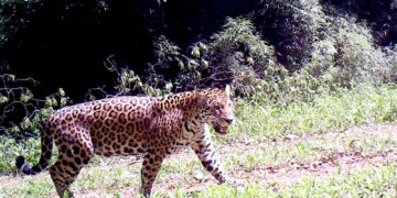 Salto Encantado: nuevo registro de yaguaretés
