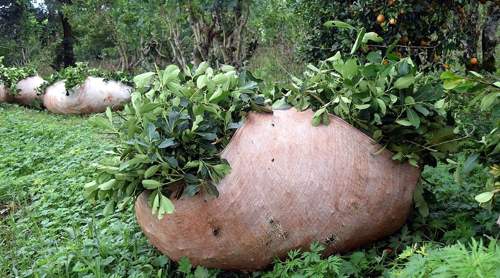 Rigen nuevos valores para hoja verde y yerba mate canchada