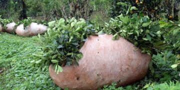 Rigen nuevos valores para hoja verde y yerba mate canchada