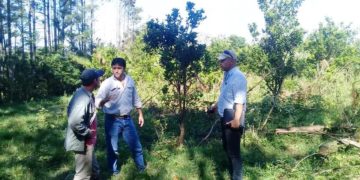 Productores de Dos de Mayo diversifican su actividad productiva incorporando el  cultivo de palta