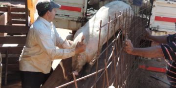 El Agro trabaja en la conformación de cuencas porcina en la provincia