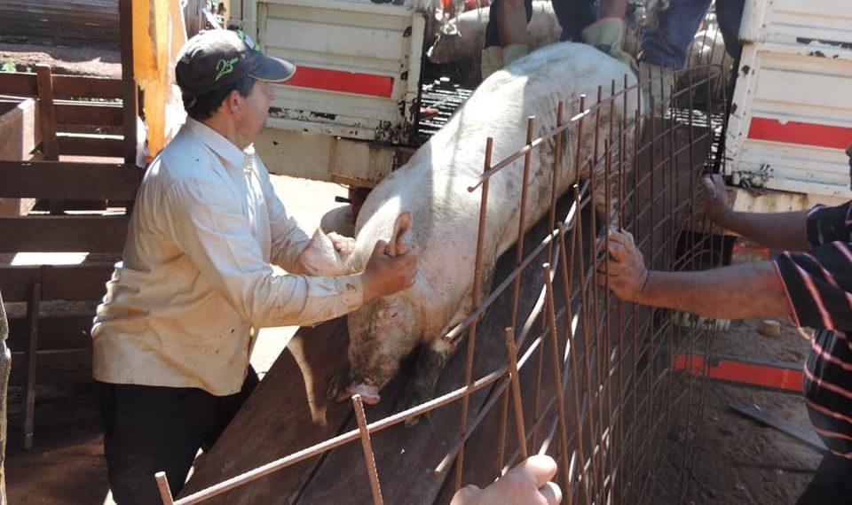 El Agro trabaja en la conformación de cuencas porcina en la provincia
