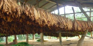 Tabaco: pagan más de 860 millones de pesos