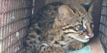 Tras rescate, Gato Tirica vuelve a la naturaleza