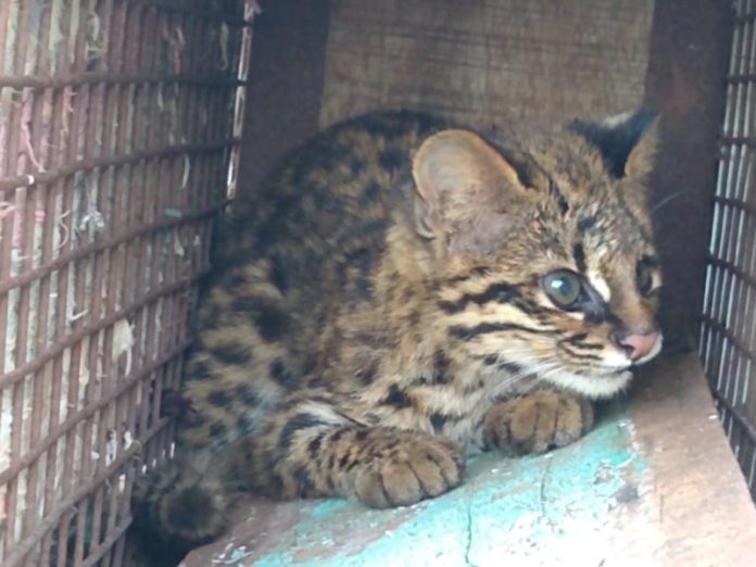 Tras rescate, Gato Tirica vuelve a la naturaleza