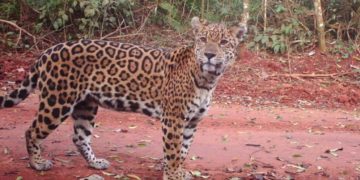 Yaguaretés en Misiones: ya son 105 ejemplares, más del 20% registrado hace 2 años