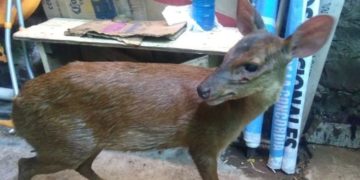Liberaron en su hábitat al venado rescatado de una jauría de perros en Piray