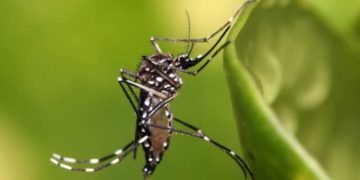 Dengue: hay cuatro casos confirmados en la provincia y otros en estudios