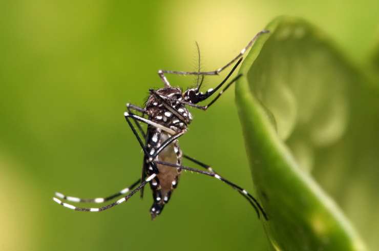 Dengue: hay cuatro casos confirmados en la provincia y otros en estudios