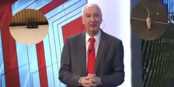 Video: una rata se metió en vivo en el programa de Mauro Viale