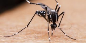 Andresito concentra la mayoría de los casos confirmados de dengue