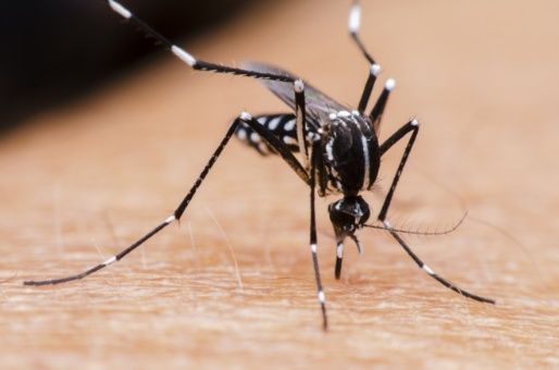Andresito concentra la mayoría de los casos confirmados de dengue