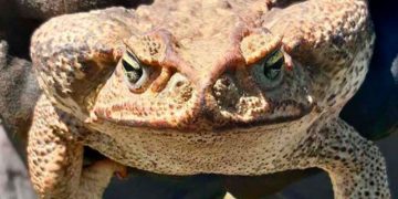 Pánico en Santa Fe por la aparición de un sapo gigante