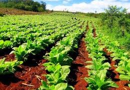 Tabaco: pagan más de 300 millones de pesos