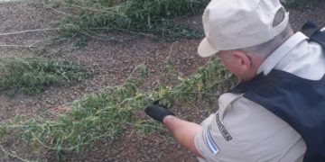 Descubrieron plantación de marihuana en una zona de monte de San Ignacio