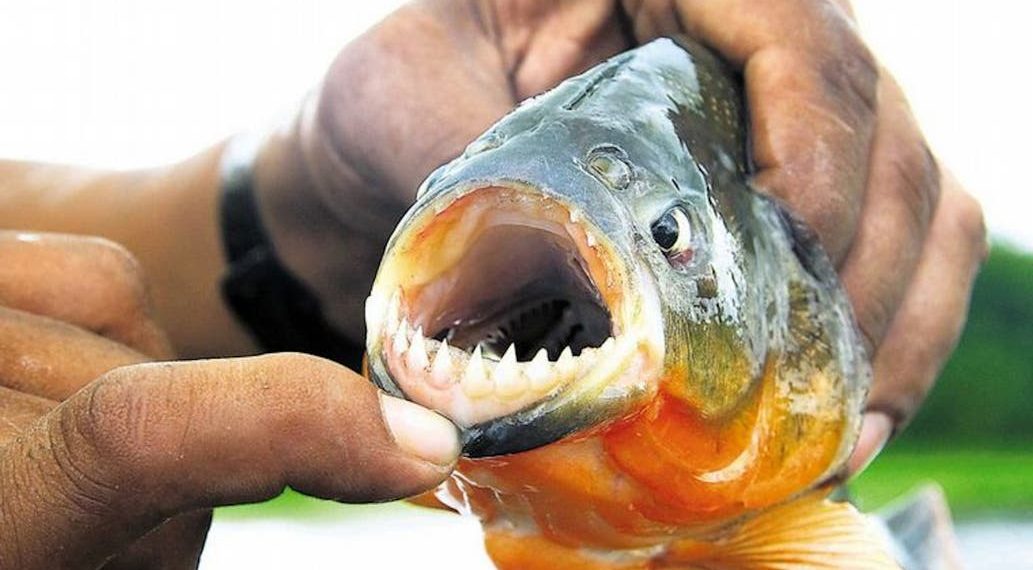 35 heridos por ataques de palometas en Santa Fe