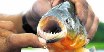 35 heridos por ataques de palometas en Santa Fe