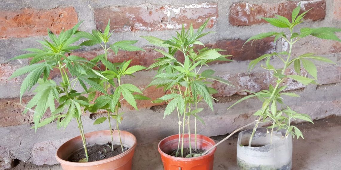 Misiones: la Justicia analiza autorizar a una mujer plantar marihuana en su casa para uso medicinal