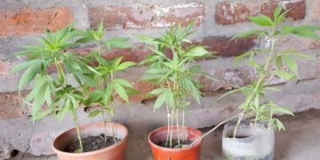 Misiones: la Justicia analiza autorizar a una mujer plantar marihuana en su casa para uso medicinal