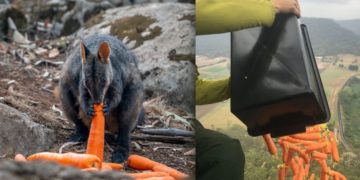 Australia: arrojan toneladas de verduras desde helicópteros para alimentar a los animales