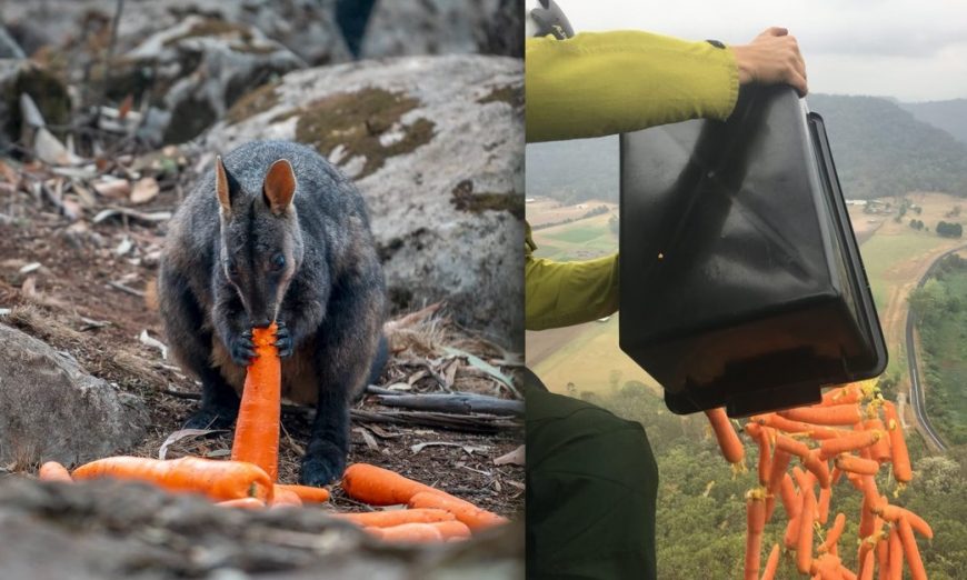 Australia: arrojan toneladas de verduras desde helicópteros para alimentar a los animales