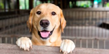 Cuáles son los nombres de perros y gatos más elegidos por los argentinos