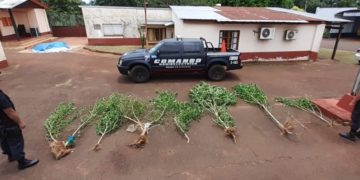 Hallaron plantación de marihuana en Puerto Rico