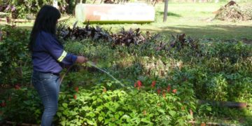 Posadas: brindan asesoría y entregan plantines de manera gratuita en el Vivero municipal