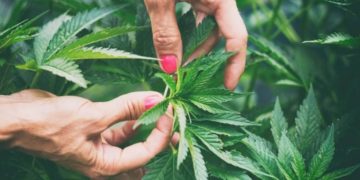 Por primera vez en Argentina, impulsarán una ley de consumo recreativo del cannabis