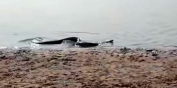 Una anaconda amarilla apareció en las playas del río Paraná